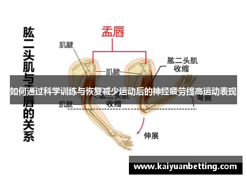 如何通过科学训练与恢复减少运动后的神经疲劳提高运动表现